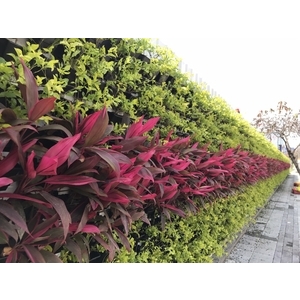 植栽美化(綠圍籬)