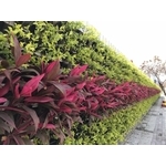 植栽美化(綠圍籬) - 丞峰土木建築機械有限公司