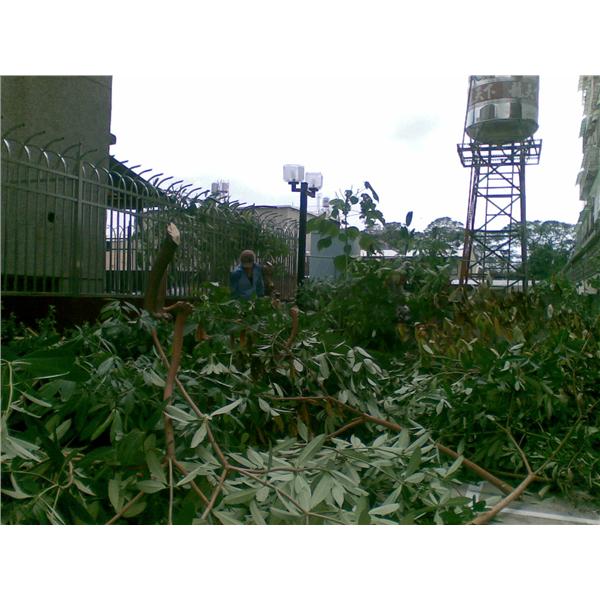 樹木修剪、花圃整理,世浤國際室內裝修工程有限公司