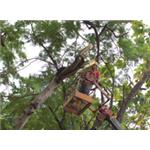 樹木剪修 - 友福環保科技有限公司