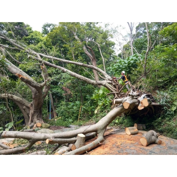 樹木專業修剪,柏澄企業社