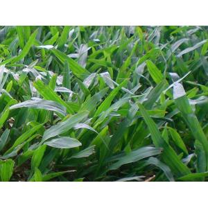 巴西地毯草,鼎田園藝草皮行