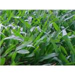 巴西地毯草-鼎田園藝草皮行