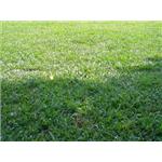 巴西地毯草-鼎田園藝草皮行