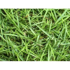 台北草(斗六草),鼎田園藝草皮行