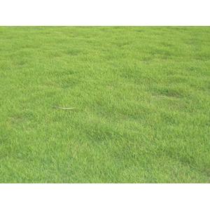 台北草(斗六草),鼎田園藝草皮行