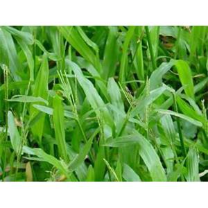 假儉草有蜈蚣草,鼎田園藝草皮行