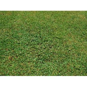 假儉草有蜈蚣草,鼎田園藝草皮行