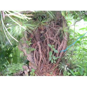 五葉松 , 鼎田園藝草皮行