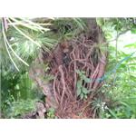 五葉松-鼎田園藝草皮行