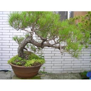 五葉松盆栽 , 鼎田園藝草皮行