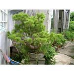 五葉松盆栽-鼎田園藝草皮行