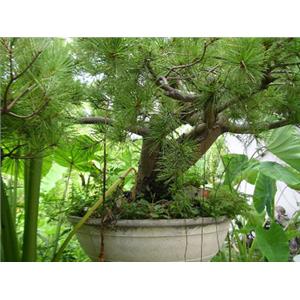 五葉松盆栽 , 鼎田園藝草皮行