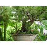 五葉松盆栽-鼎田園藝草皮行