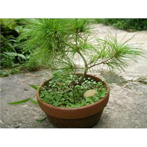 五葉松盆栽 , 鼎田園藝草皮行