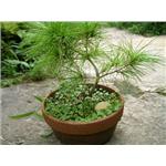 五葉松盆栽-鼎田園藝草皮行