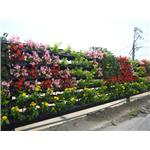 景觀綠籬-桃園八德三本建設 - 宅良工程有限公司