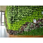 龍潭廠辦-室內植生墻工程 - 宅良工程有限公司