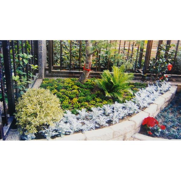 庭園造景花草種植,園知景觀綠化有限公司