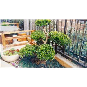 庭園造景草木修剪