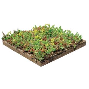 景天科植物與基板的結合 , 怡程股份有限公司