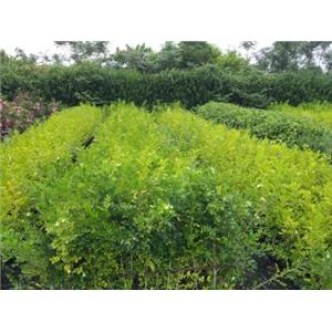 種苗,寶鎰興業有限公司