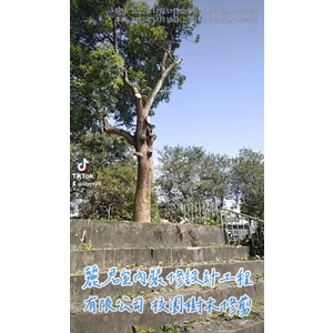 園藝服務－校園樹木修剪