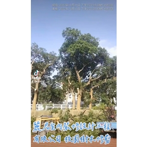 園藝服務－校園樹木修剪2