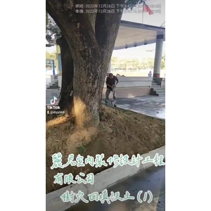 景觀工程－樹穴施作－樹穴回填沃土1