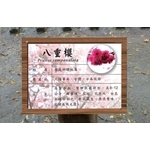 公園植物標示牌-靚彩數位彩繪有限公司