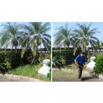 清除雜草 - 鼎蘆園藝工程行