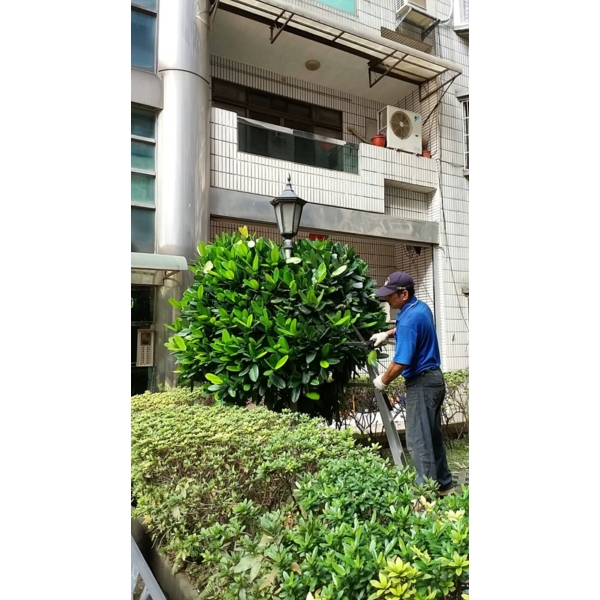 植栽修剪-鼎蘆園藝工程行
