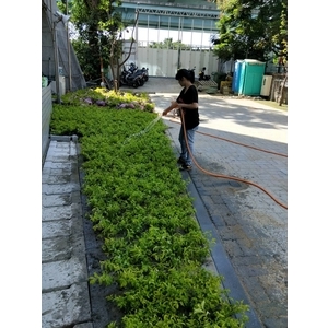 園藝工程05 - 鼎蘆園藝工程行