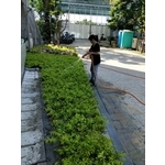 園藝工程05 - 鼎蘆園藝工程行
