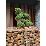 園藝工程07 - 鼎蘆園藝工程行