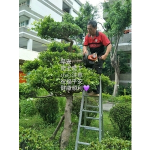 植栽修剪01