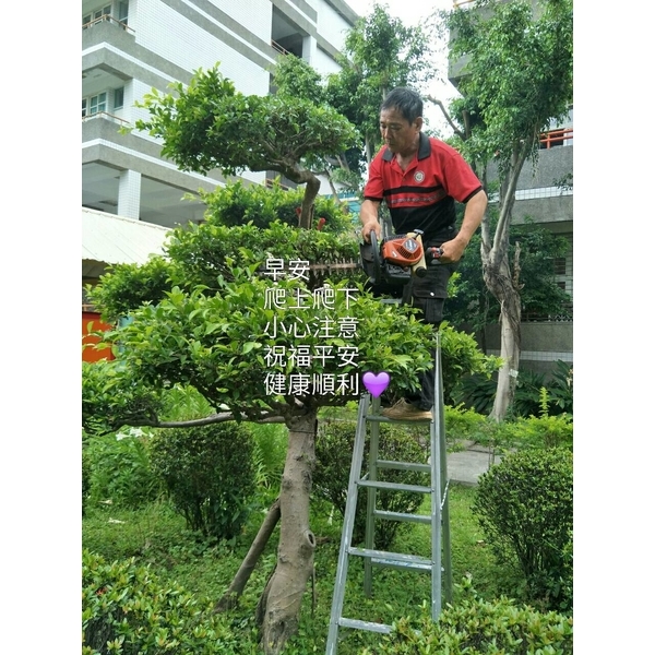 植栽修剪01,鼎蘆園藝工程行