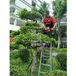 植栽修剪01