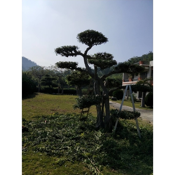 植栽修剪02,鼎蘆園藝工程行