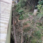 砍樹工程 - 藝潔事業有限公司