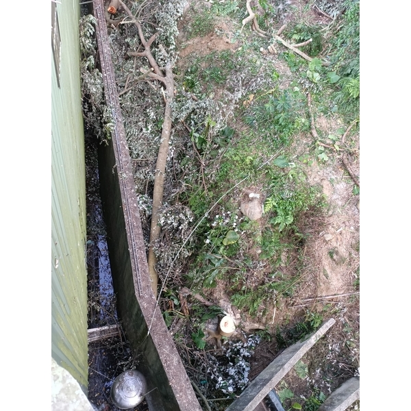 砍樹施工後-藝潔事業有限公司