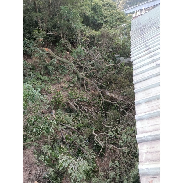 砍樹施工後-藝潔事業有限公司