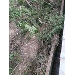 砍樹施工後 - 藝潔事業有限公司