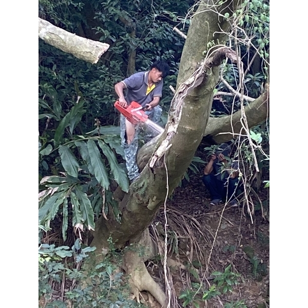 砍樹施工中-藝潔事業有限公司