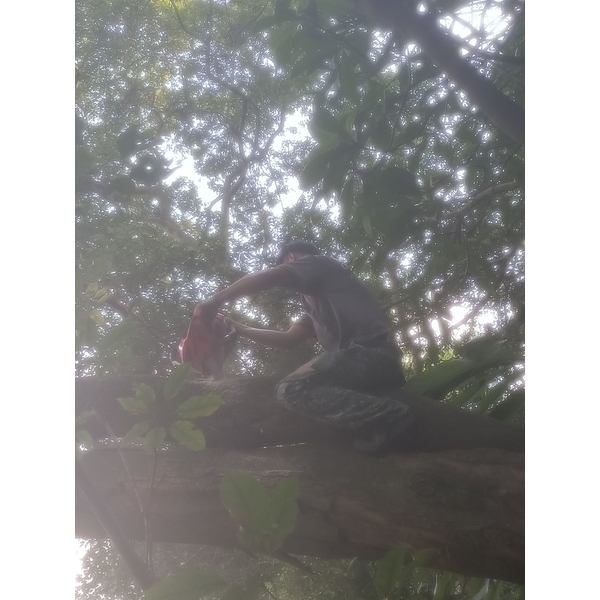 砍樹施工中-藝潔事業有限公司