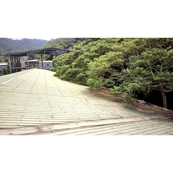 砍樹施工前-藝潔事業有限公司