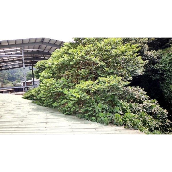 砍樹施工前-藝潔事業有限公司