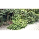 砍樹施工前 - 藝潔事業有限公司