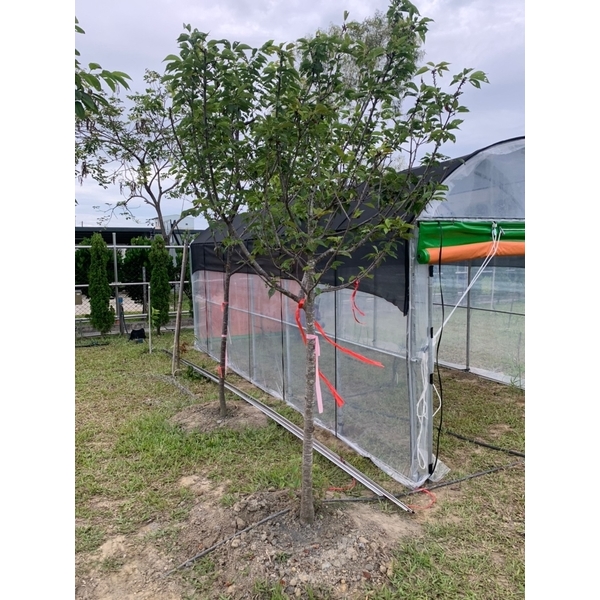 溫室帆布,志宏帆布行