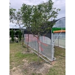 溫室帆布 - 志宏帆布行